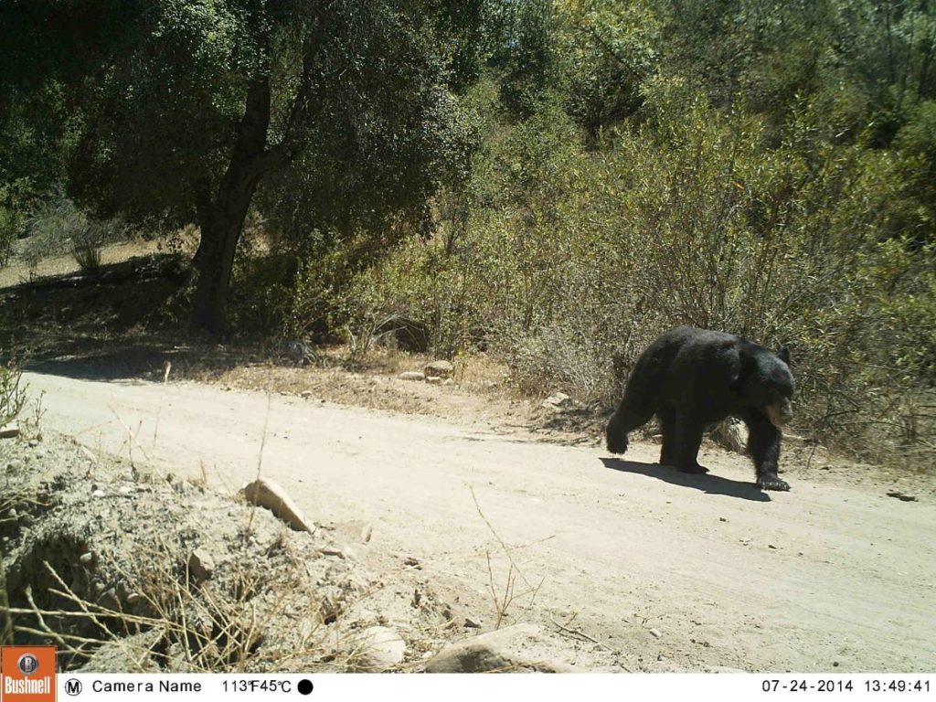 Black Bear on Road