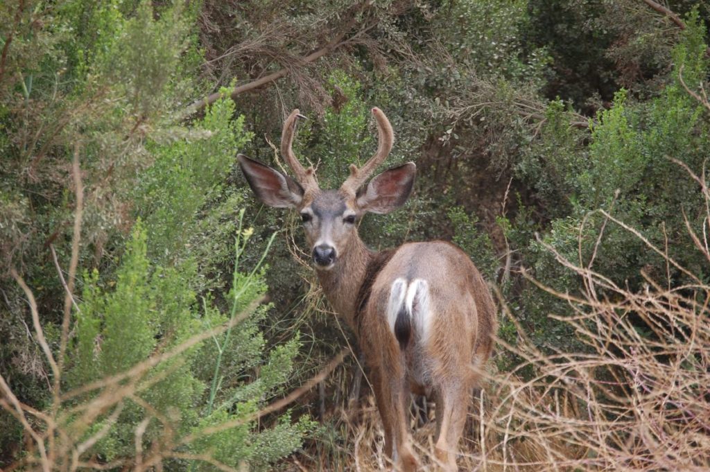 Buck in Forest