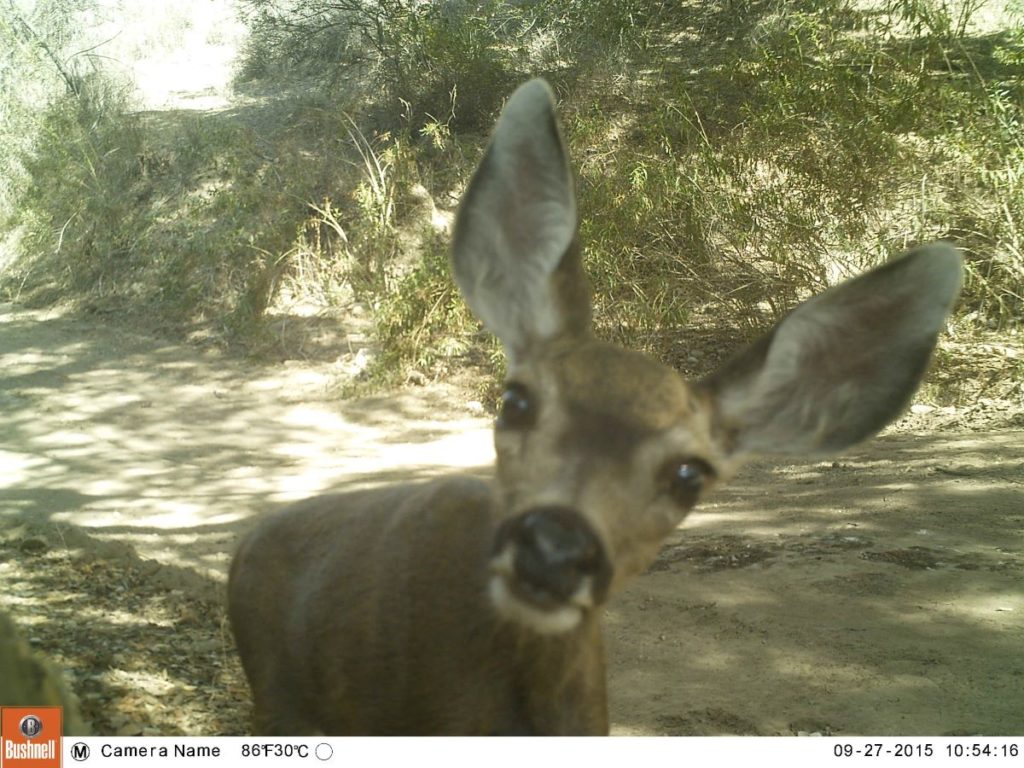 Deer in Camera