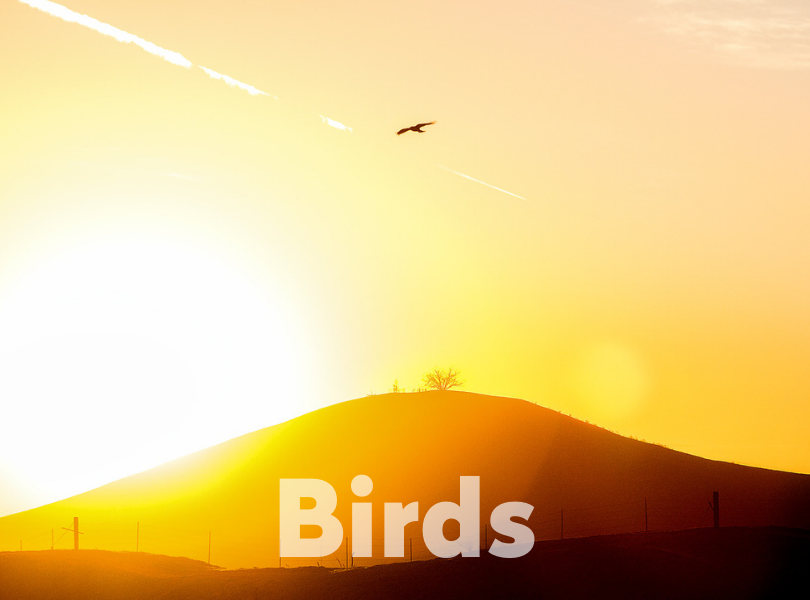 Birds Album Cover